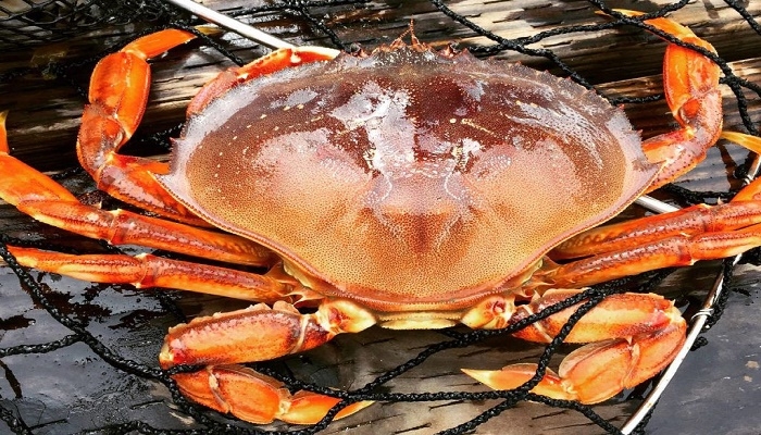 Alaska's Snow Crab Collapse Is Likely Tied to Climate Change