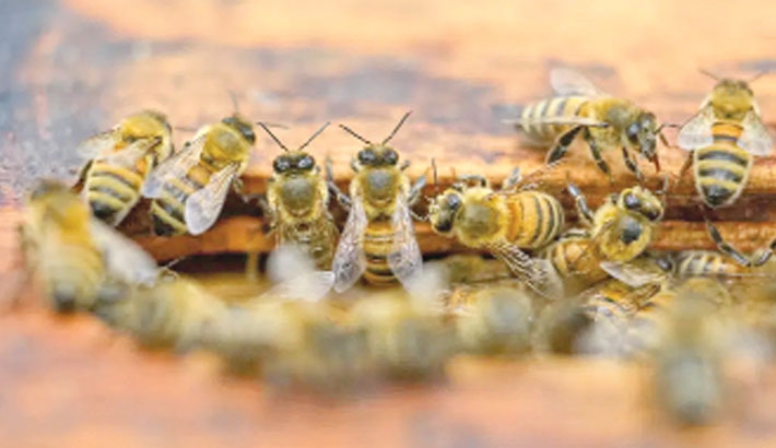 Nearly half of US honeybee colonies died last year. Beekeepers
