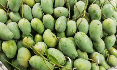 Mango harvest in Natore begins today