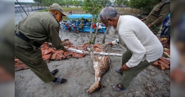 Animal death toll in Sundarbans rises to 100