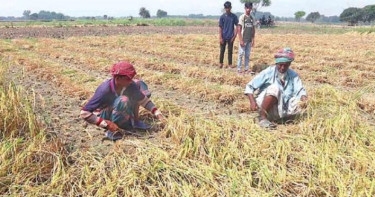 Chuadanga farmers fear extensive loss due to intense heat
