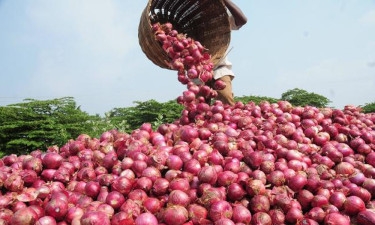 Onion prices jump further ahead of Eid-ul-Azha