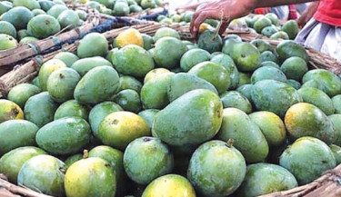 Mango lovers face pricey bite as weather woes hit production