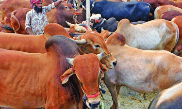 Sales of sacrificial animals gain momentum in Dhaka