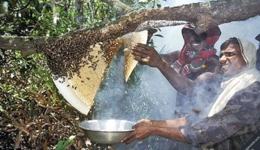Bangladesh loses GI status of Sundarbans honey due to negligence: CPD