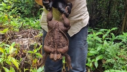Australia's 'Toadzilla': Record-breaking cane toad found in Queensland