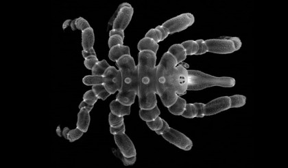Sea spiders can regrow body parts, not just limbs: study