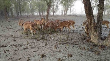 One held with 20kg venison from Sundarbans