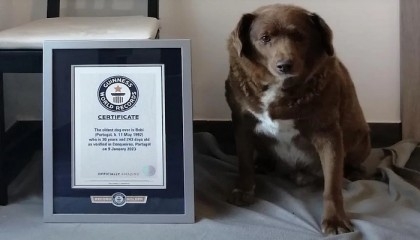 30-year-old Bobi named world’s oldest living dog by Guinness World Records