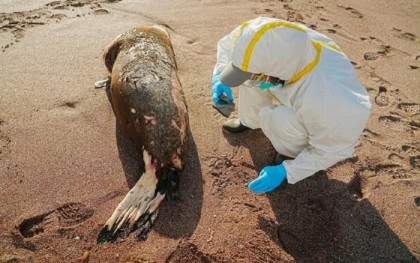 Peru reports hundreds of sea lion deaths due to bird flu