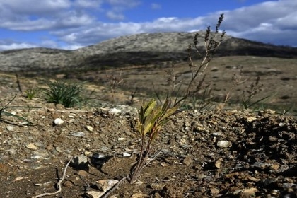New hope for forests of ancient Athens' silver hills