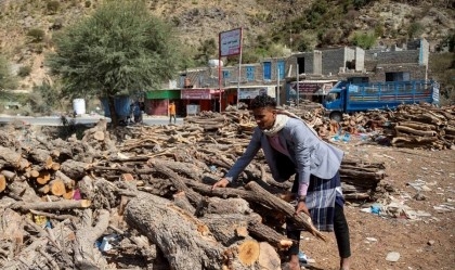 War-weary Yemenis fell trees for fuel, cash
