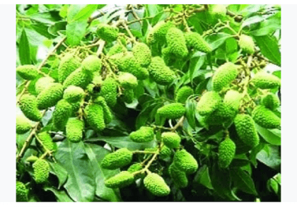 Dinajpur litchi growers expect bumper production