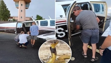 South Africa snake on plane: Deadly cobra in cockpit forces emergency landing
