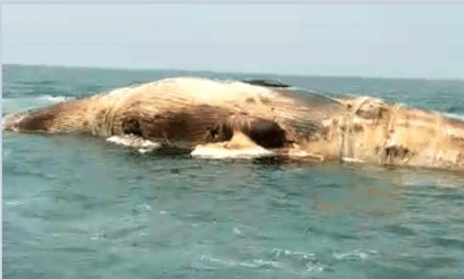 Big whale washes ashore on Cox’s Bazar beach