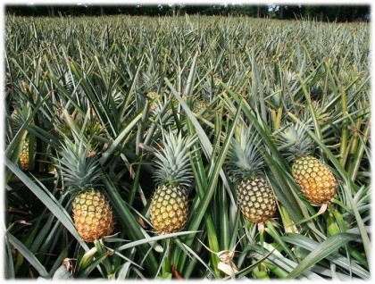 Pineapple farming makes many farmers happy in Narsingdi