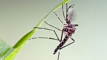 Bangladesh reports one more dengue death, 211 new cases