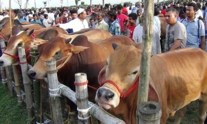 SC clears way for cattle market in Aftabnagar
