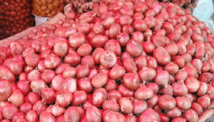 Govt providing Tk16 crore to boost onion production