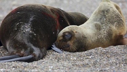 Several sea lions die from bird flu in Argentina