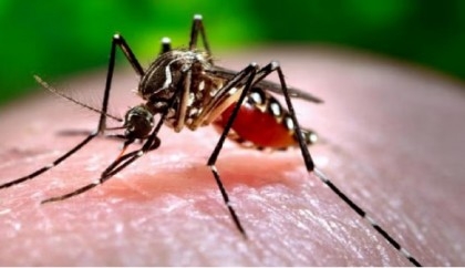 Dengue outbreak: Aedes larvae found in 21 pc houses in Dhaka