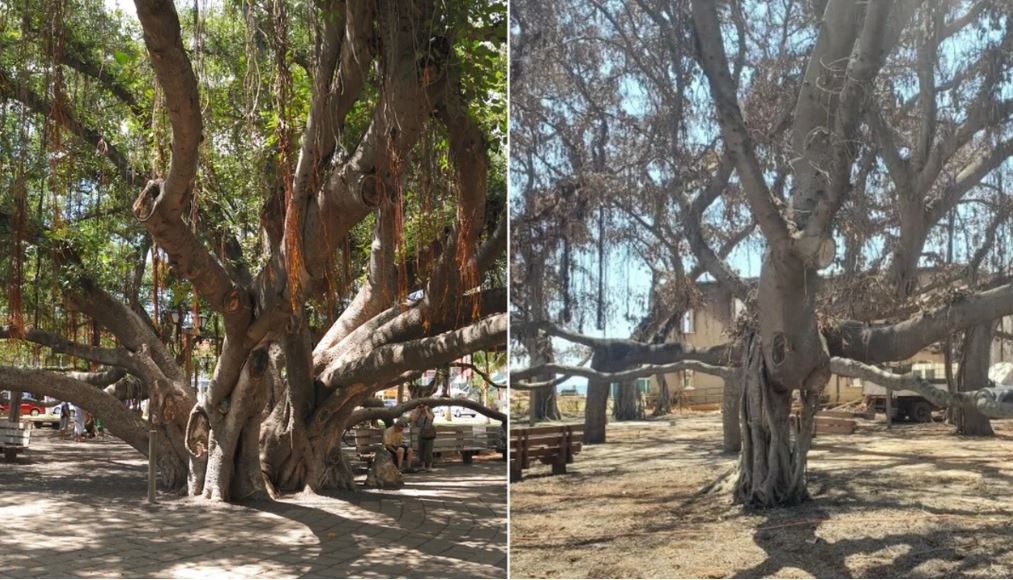 Maui's 150-year-old banyan tree is growing new leaves after being charred in wildfires

