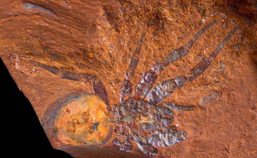 Fossil of a 'Giant' Trapdoor Spider Found in Australia, And Just Look at It!

