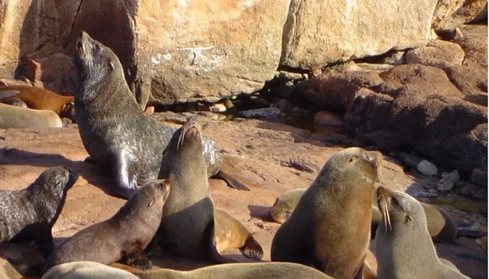 Bird flu kills 400 seals, sea lions in Uruguay