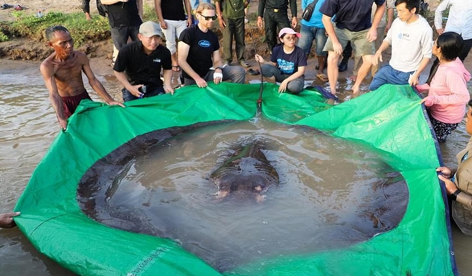 Guinness Records recognises giant stingray caught in Cambodia
