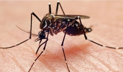 10 dengue patients die, 2,660 hospitalised in 24 hrs


