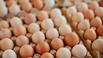 BCC fines Kazi Farms Tk 5cr, Suguna Foods Tk 3.44cr for destabilising egg market