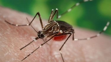 Dengue: 20 more die, 1,889 hospitalised in 24hrs