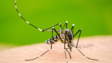 Six dengue patients die, 1,818 hospitalised in 24 hrs