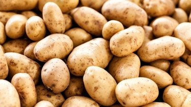 DAE allows import of 19,400 tons of potatoes