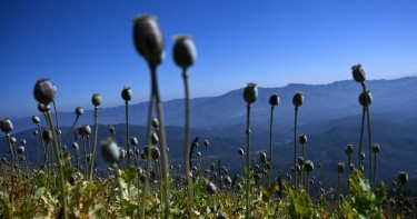 Poppy growth down 95% in Afghanistan: UN