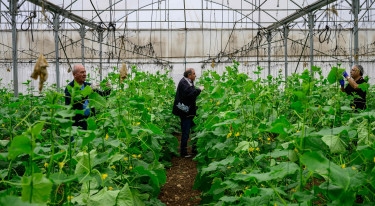 Volunteers help Arab-Israeli farmers amid Gaza war
