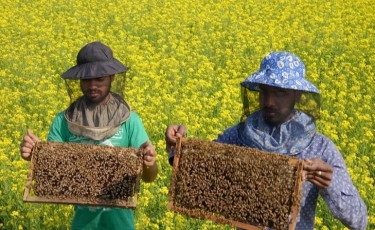Apiculture in mustard field brings smile to Thakurgaon farmers