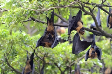 No survivors: Nipah virus claims every patient this year