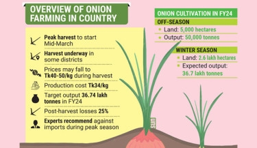 Onion prices to dip as seasonal harvest arrives