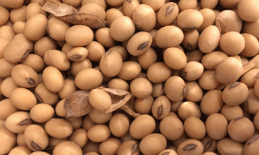 Soybean imports to soar on rising feed demand