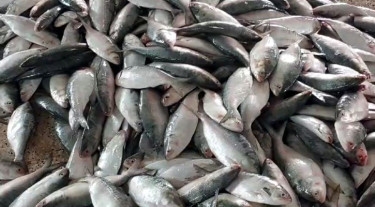 A single trawler catches 130 maunds of hilsa in Kuakata