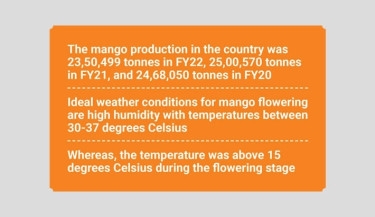Mango production could dip by 40% this year