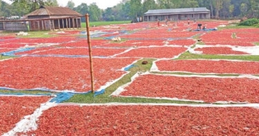 Jamalpur farmers upset about low dried chilli price