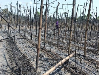 Fire razes 45-bigha betel leaf garden in Kushtia