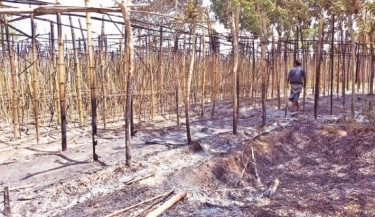 40 bighas of betel lost in fiery inferno