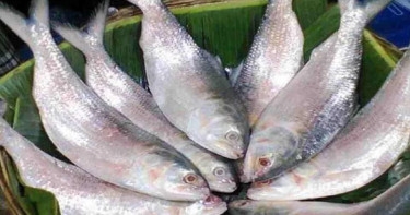 Fishermen set to resume Hilsa fishing as 2-month ban ends Tuesday midnight