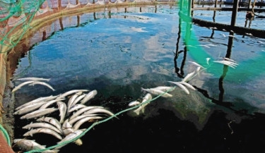 Dying salmon trouble Norway’s vast fish-farm industry